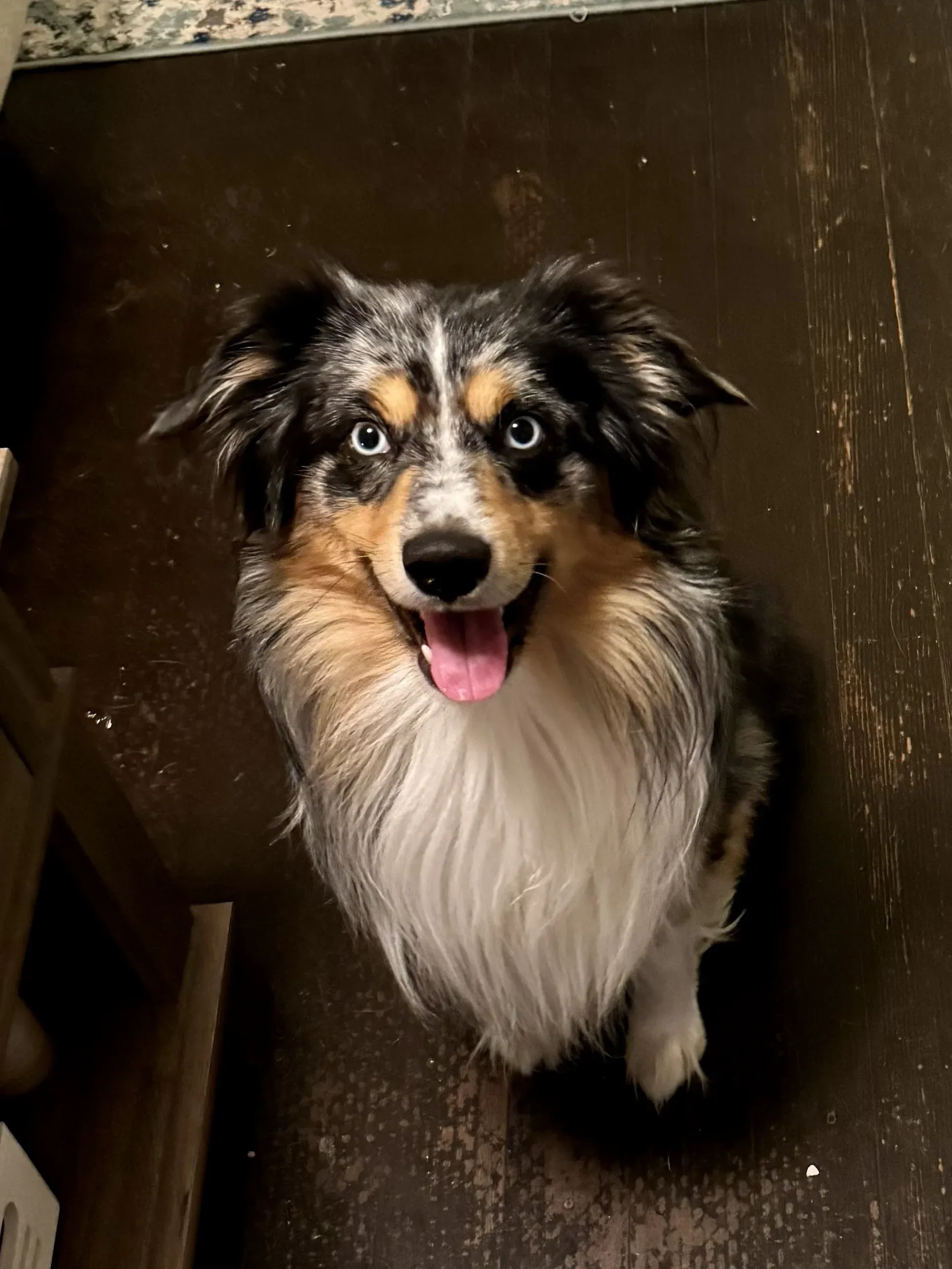 Charlie, a blue merle Australian Shepherd, smiling up at the camera