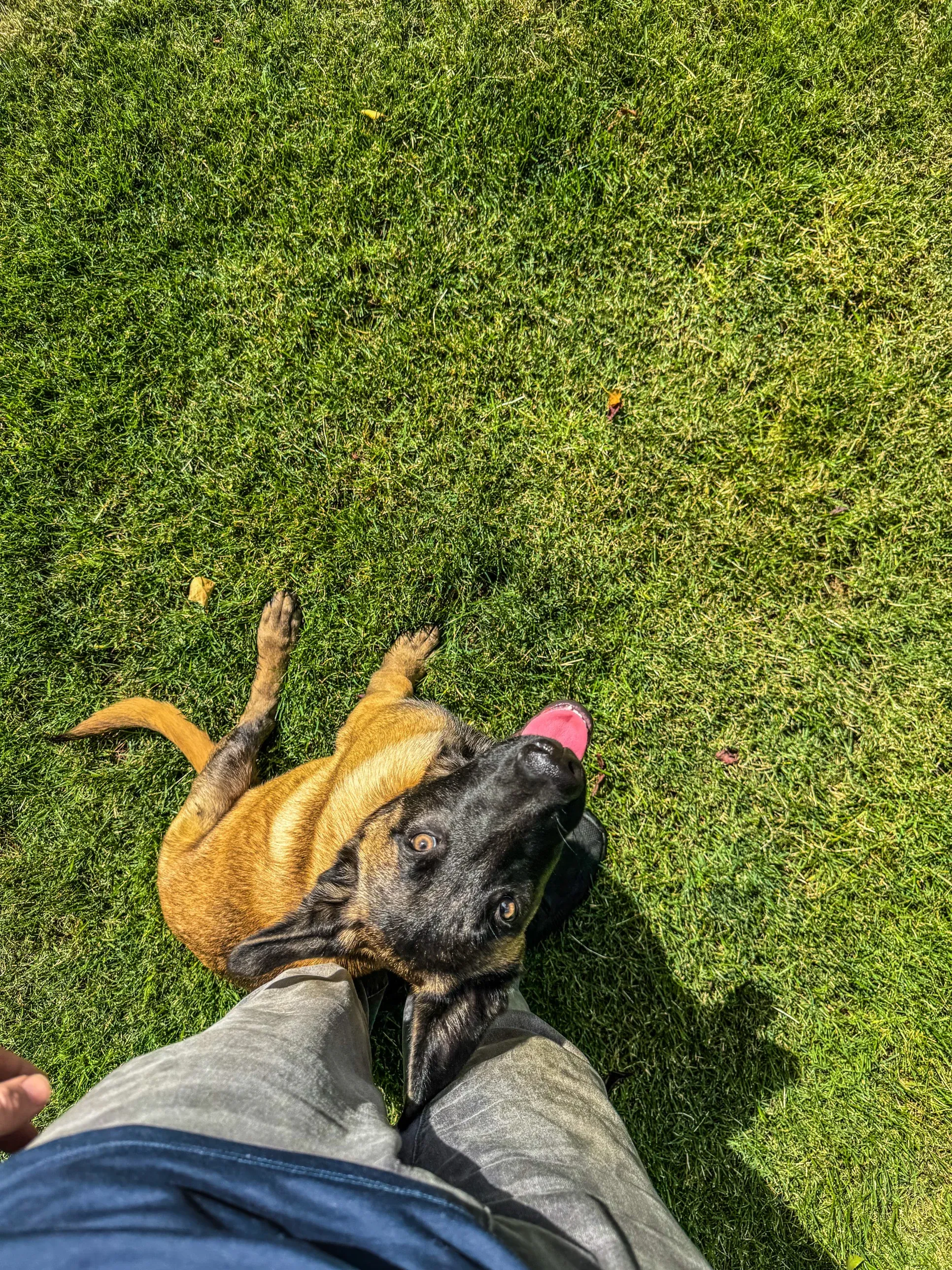Gunner looking up at his handler on the grass